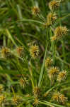 Manyflower flatsedge